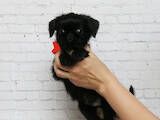 Собаки, щенки Брюссельский гриффон, цена 15000 Грн., Фото