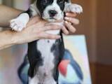 Собаки, щенки Американский стаффордширский терьер, цена 10000 Грн., Фото
