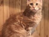 Кішки, кошенята Мейн-кун, ціна 8500 Грн., Фото
