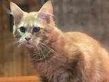 Кошки, котята Мэйн-кун, цена 8500 Грн., Фото