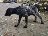 Собаки, щенята Німецька жорсткошерста лягава, ціна 7300 Грн., Фото
