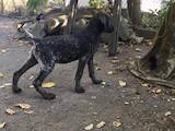 Собаки, щенята Німецька жорсткошерста лягава, ціна 7300 Грн., Фото