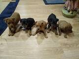Собаки, щенки Пинчер, цена 2200 Грн., Фото