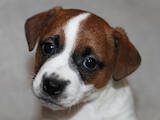Собаки, щенки Джек Рассел терьер, цена 20000 Грн., Фото