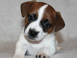 Собаки, щенята Джек Рассел тер'єр, ціна 20000 Грн., Фото