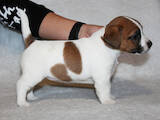 Собаки, щенята Джек Рассел тер'єр, ціна 20000 Грн., Фото