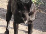 Собаки, щенята Мопс, ціна 5500 Грн., Фото