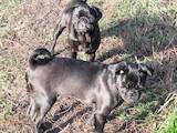 Собаки, щенки Мопс, цена 5500 Грн., Фото
