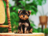 Собаки, щенки Йоркширский терьер, цена 12500 Грн., Фото