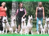 Собаки, щенки Белая Швейцарская овчарка, цена 15000 Грн., Фото