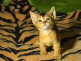 Кішки, кошенята Абіссінська, ціна 7000 Грн., Фото