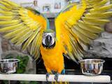 Папуги й птахи Папуги, ціна 3000 Грн., Фото