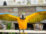 Папуги й птахи Папуги, ціна 3000 Грн., Фото
