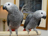 Папуги й птахи Папуги, ціна 3800 Грн., Фото