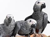 Папуги й птахи Папуги, ціна 3800 Грн., Фото