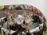 Кішки, кошенята Орієнтальна, ціна 6000 Грн., Фото