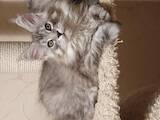 Кошки, котята Мэйн-кун, цена 10000 Грн., Фото