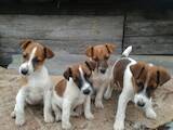 Собаки, щенки Гладкошерстный фокстерьер, цена 2000 Грн., Фото