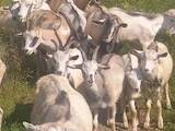 Тваринництво,  Сільгосп тварини Кози, ціна 1200 Грн., Фото