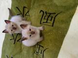 Кошки, котята Сиамская, цена 600 Грн., Фото