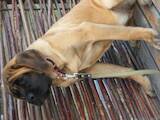 Собаки, щенята Англійська мастіф, ціна 27000 Грн., Фото