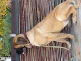 Собаки, щенята Англійська мастіф, ціна 27000 Грн., Фото