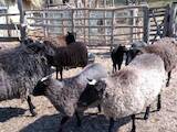 Тваринництво,  Сільгосп тварини Барани, вівці, ціна 2500 Грн., Фото