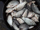Рыбное хозяйство Рыба живая, мальки, цена 21 Грн., Фото