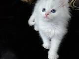 Кішки, кошенята Турецька Ангора, ціна 300 Грн., Фото