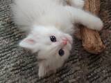 Кошки, котята Турецкая ангора, цена 300 Грн., Фото