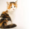 Кішки, кошенята Мейн-кун, ціна 10000 Грн., Фото
