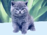 Кішки, кошенята Британська короткошерста, ціна 5000 Грн., Фото