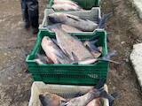 Рыбное хозяйство Рыба живая, мальки, цена 20 Грн., Фото
