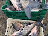 Рибне господарство Риба жива, мальки, ціна 20 Грн., Фото