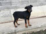 Собаки, щенята Доберман, ціна 4100 Грн., Фото
