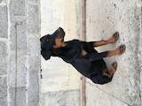 Собаки, щенята Доберман, ціна 4100 Грн., Фото