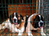 Собаки, щенки Московская сторожевая, цена 10000 Грн., Фото