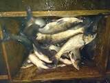 Продовольство Риба і рибопродукти, ціна 1 Грн./кг., Фото