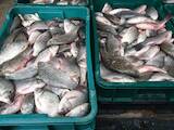 Продовольствие Рыба и рыбопродукты, цена 1 Грн./кг., Фото