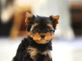Собаки, щенки Йоркширский терьер, цена 7500 Грн., Фото