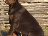 Собаки, щенята Доберман, ціна 500 Грн., Фото