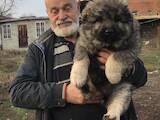 Собаки, щенки Кавказская овчарка, цена 5000 Грн., Фото
