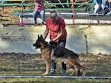 Собаки, щенки Немецкая овчарка, цена 6000 Грн., Фото
