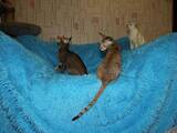 Кішки, кошенята Орієнтальна, ціна 9800 Грн., Фото