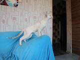 Кішки, кошенята Сіамська, ціна 10800 Грн., Фото