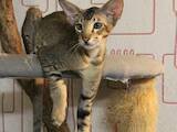 Кошки, котята Ориентальная, цена 12000 Грн., Фото