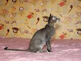Кішки, кошенята Орієнтальна, ціна 12000 Грн., Фото