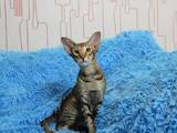 Кішки, кошенята Орієнтальна, ціна 20000 Грн., Фото