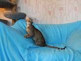 Кошки, котята Ориентальная, цена 20000 Грн., Фото