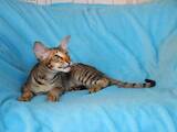 Кошки, котята Ориентальная, цена 20000 Грн., Фото